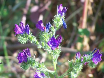 Echium: sono della stessa specie?